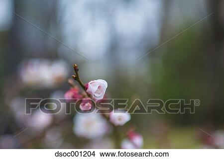 Plum Blossoms View Large Photo Image Picture - Plum Blossoms. Fotosearch