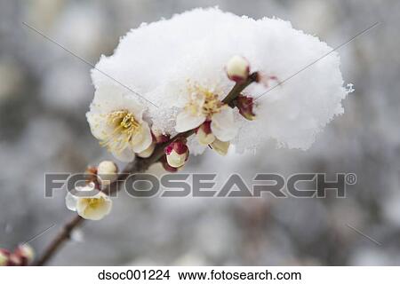 Plum blossoms View Large Photo Image Picture - Plum blossoms. Fotosearch