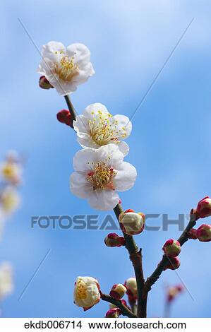 Plum Blossoms View Large Photo Image Picture - Plum Blossoms. Fotosearch