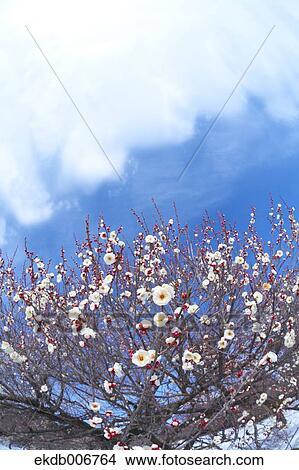 Plum Blossoms View Large Photo Image Picture - Plum Blossoms. Fotosearch