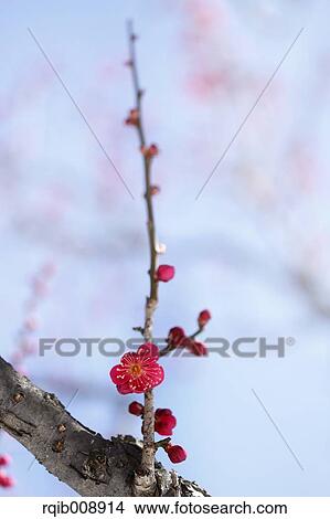 Plum blossoms View Large Photo Image Picture - Plum blossoms. Fotosearch