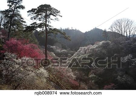 Plum blossoms View Large Photo Image Picture - Plum blossoms. Fotosearch
