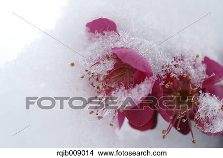 Picture - Plum blossoms. Fotosearch