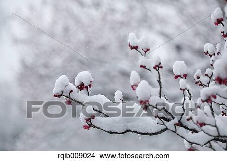 Plum blossoms View Large Photo Image Picture - Plum blossoms. Fotosearch