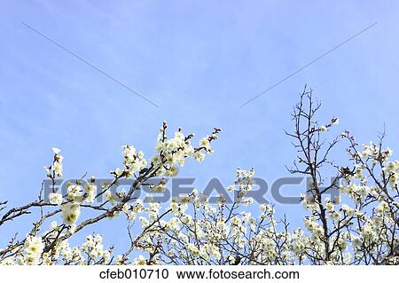 Stock Image - Plum Blossoms. Fotosearch