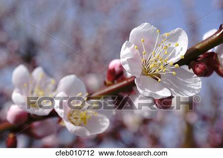 Plum Blossoms View Large Photo Image Stock Image - Plum Blossoms. Fotosearch