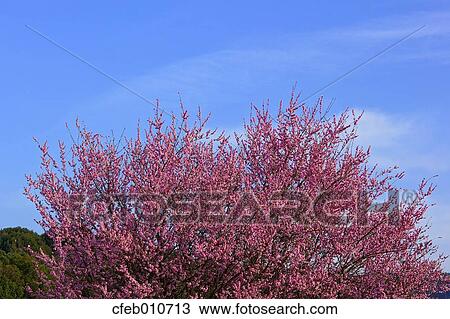 Plum Blossoms View Large Photo Image Stock Image - Plum Blossoms. Fotosearch