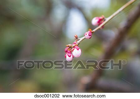 Plum Blossoms View Large Photo Image Stock Image - Plum Blossoms. Fotosearch