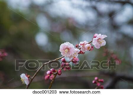 Plum Blossoms View Large Photo Image Stock Image - Plum Blossoms. Fotosearch