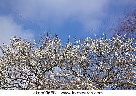 Plum Blossoms View Large Photo Image Stock Image - Plum Blossoms. Fotosearch