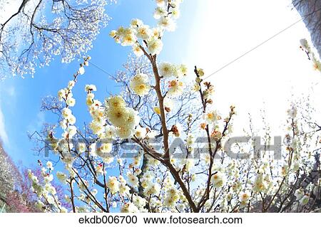 Plum blossoms View Large Photo Image Stock Image - Plum blossoms. Fotosearch