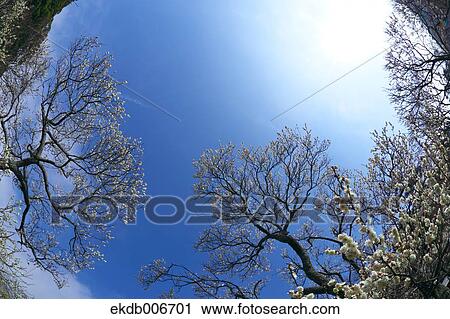 Stock Image - Plum blossoms. Fotosearch
