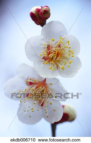 Plum Blossoms View Large Photo Image Stock Image - Plum Blossoms. Fotosearch