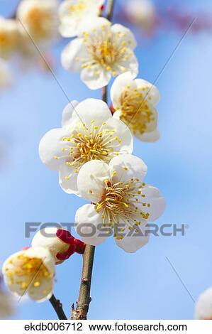 Plum Blossoms View Large Photo Image Stock Image - Plum Blossoms. Fotosearch