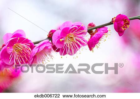 Stock Image - Plum Blossoms. Fotosearch