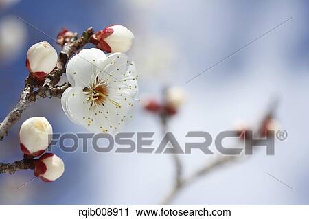 Plum blossoms View Large Photo Image Stock Image - Plum blossoms. Fotosearch