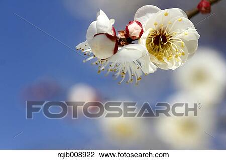 Stock Image - Plum blossoms. Fotosearch