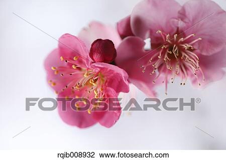 Plum blossoms View Large Photo Image Stock Image - Plum blossoms. Fotosearch