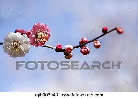 Stock Image - Plum blossoms. Fotosearch