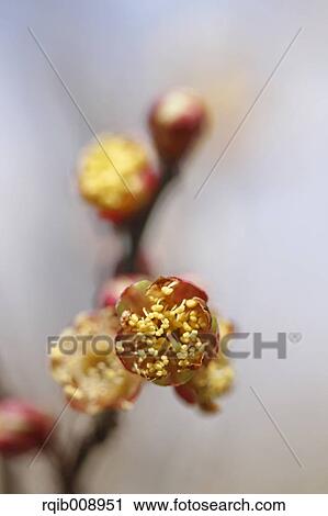 Plum blossoms View Large Photo Image Stock Image - Plum blossoms. Fotosearch