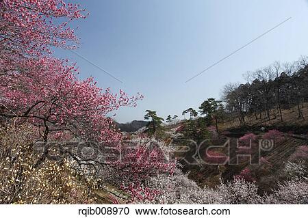 Plum blossoms View Large Photo Image Stock Image - Plum blossoms. Fotosearch