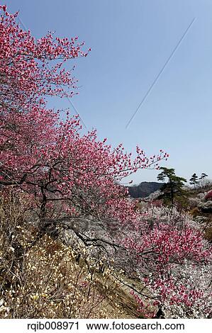 Plum blossoms View Large Photo Image Stock Image - Plum blossoms. Fotosearch