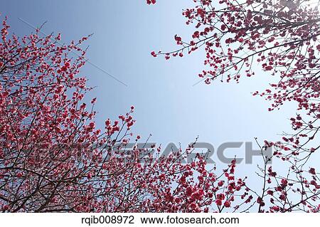 Plum blossoms View Large Photo Image Stock Image - Plum blossoms. Fotosearch