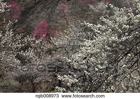 Plum blossoms View Large Photo Image Stock Image - Plum blossoms. Fotosearch