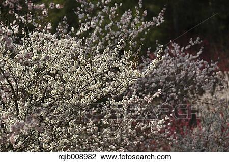 Stock Image - Plum blossoms. Fotosearch