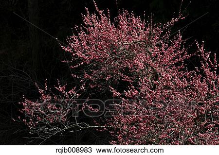 Plum blossoms View Large Photo Image Stock Image - Plum blossoms. Fotosearch