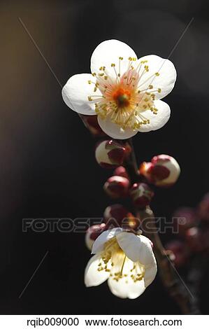 Plum blossoms View Large Photo Image Stock Image - Plum blossoms. Fotosearch
