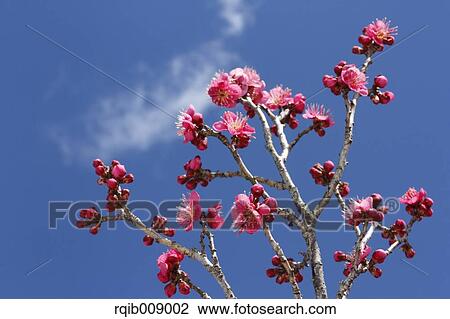 Plum blossoms View Large Photo Image Stock Image - Plum blossoms. Fotosearch