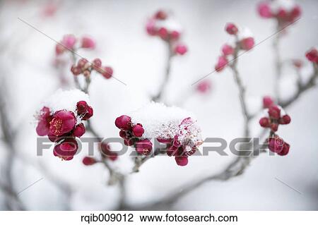 Plum blossoms View Large Photo Image Stock Image - Plum blossoms. Fotosearch
