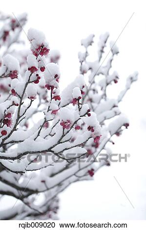 Plum blossoms View Large Photo Image Stock Image - Plum blossoms. Fotosearch