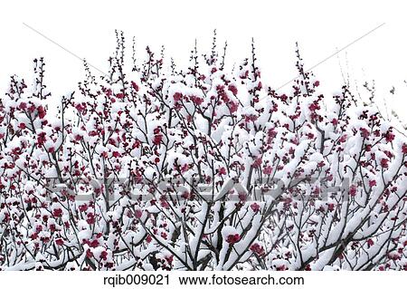 Stock Image - Plum blossoms. Fotosearch