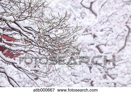 Plum blossoms View Large Photo Image Stock Photo - Plum blossoms. Fotosearch