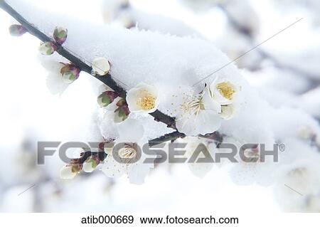 Plum blossoms View Large Photo Image Stock Photo - Plum blossoms. Fotosearch