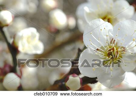 Plum Blossoms View Large Photo Image Stock Photo - Plum Blossoms. Fotosearch