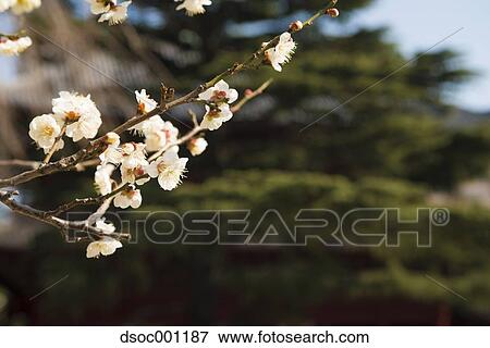 Plum blossoms View Large Photo Image Stock Photo - Plum blossoms. Fotosearch