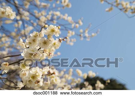 Stock Photo - Plum blossoms. Fotosearch