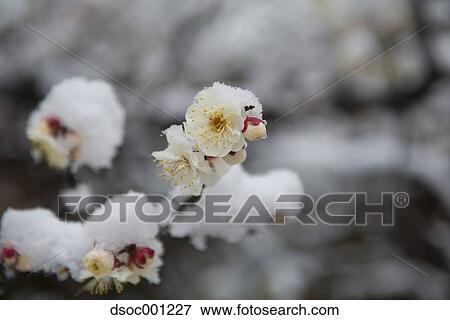 Plum blossoms View Large Photo Image Stock Photo - Plum blossoms. Fotosearch
