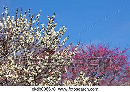 Plum Blossoms View Large Photo Image Stock Photo - Plum Blossoms. Fotosearch