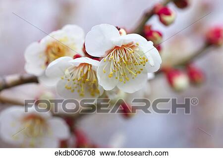 Plum Blossoms View Large Photo Image Stock Photo - Plum Blossoms. Fotosearch