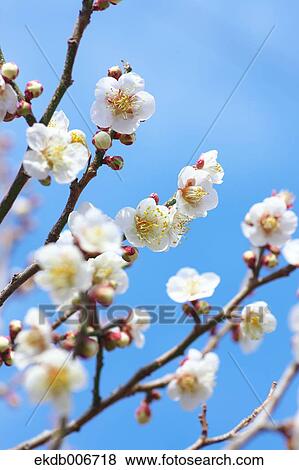 Plum Blossoms View Large Photo Image Stock Photo - Plum Blossoms. Fotosearch
