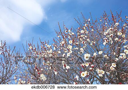 Plum Blossoms View Large Photo Image Stock Photo - Plum Blossoms. Fotosearch