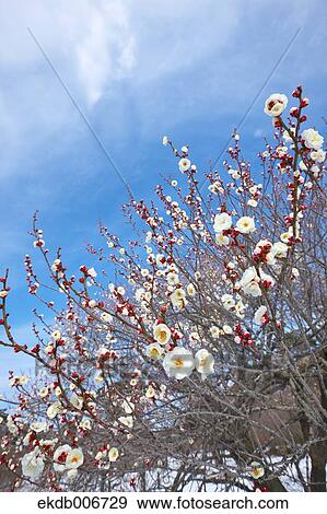 Plum Blossoms View Large Photo Image Stock Photo - Plum Blossoms. Fotosearch