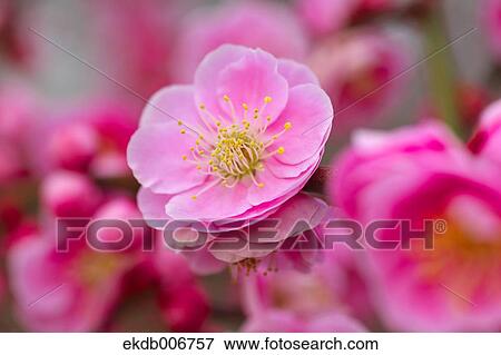 Plum Blossoms View Large Photo Image Stock Photo - Plum Blossoms. Fotosearch