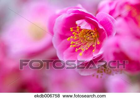 Plum Blossoms View Large Photo Image Stock Photo - Plum Blossoms. Fotosearch