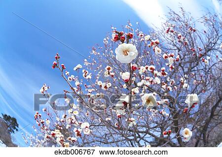 Plum Blossoms View Large Photo Image Stock Photo - Plum Blossoms. Fotosearch