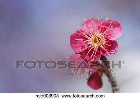 Plum blossoms View Large Photo Image Stock Photo - Plum blossoms. Fotosearch